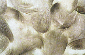 Prime Mixed Waterfowl Flank