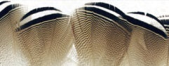 Wood Duck Flank Feathers